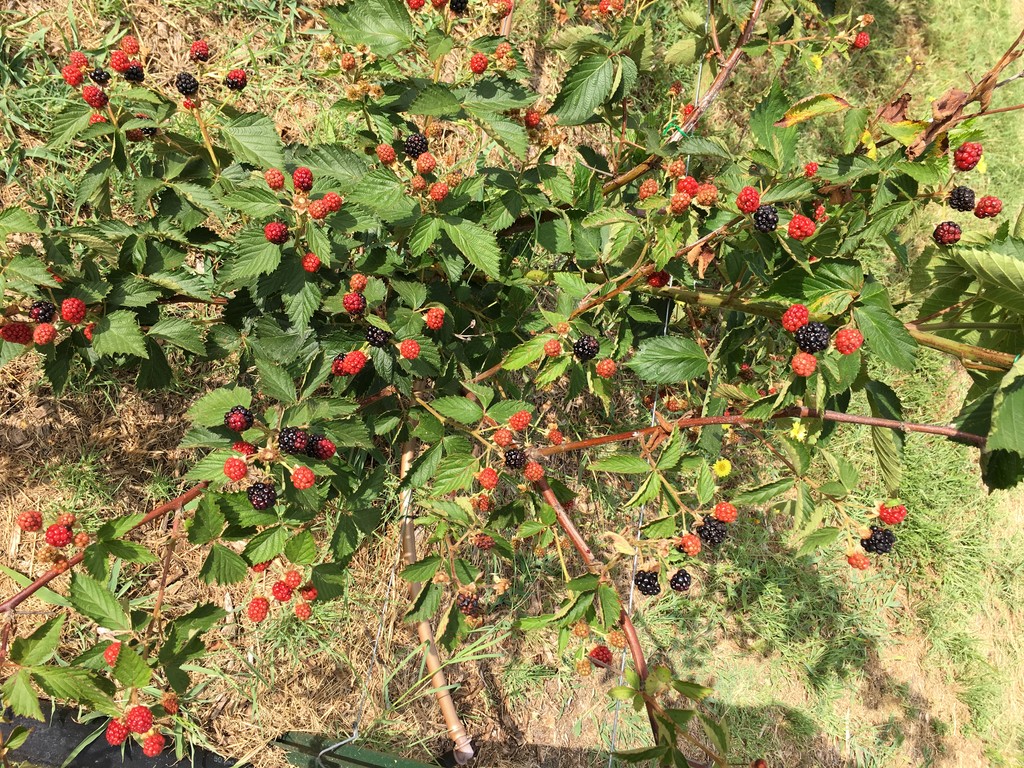 Heart Of Texas Farms Localharvest